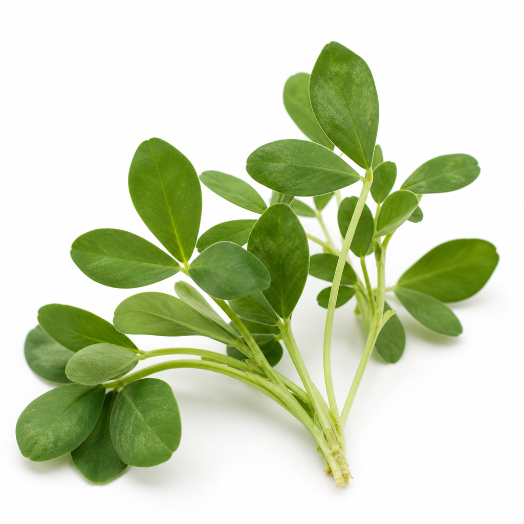 Alfalfa (leaf)
